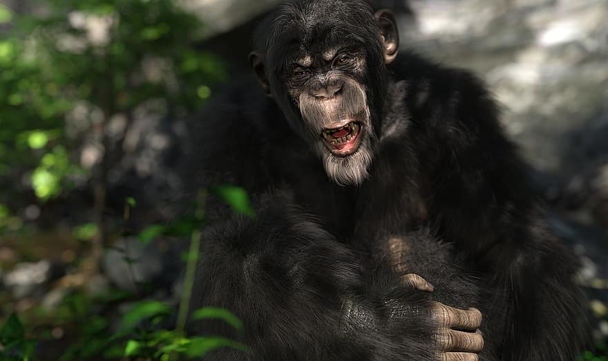 chimpanzé, singe, primate, mammifère, dent, fourrure, asseoir, jungle, la nature