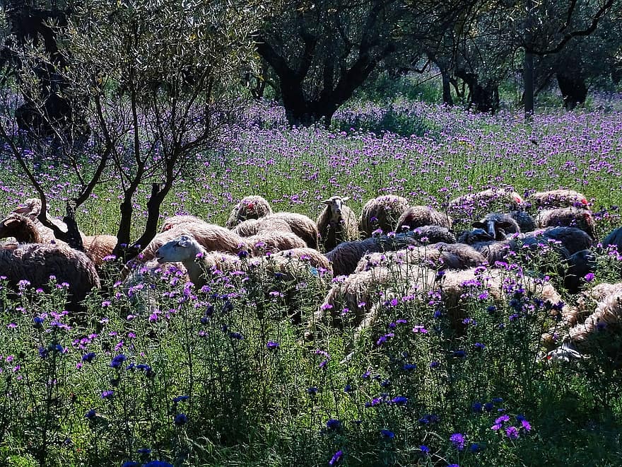 羊、牧草地、放牧、春、南イタリア、カラブリア、オリーブ畑