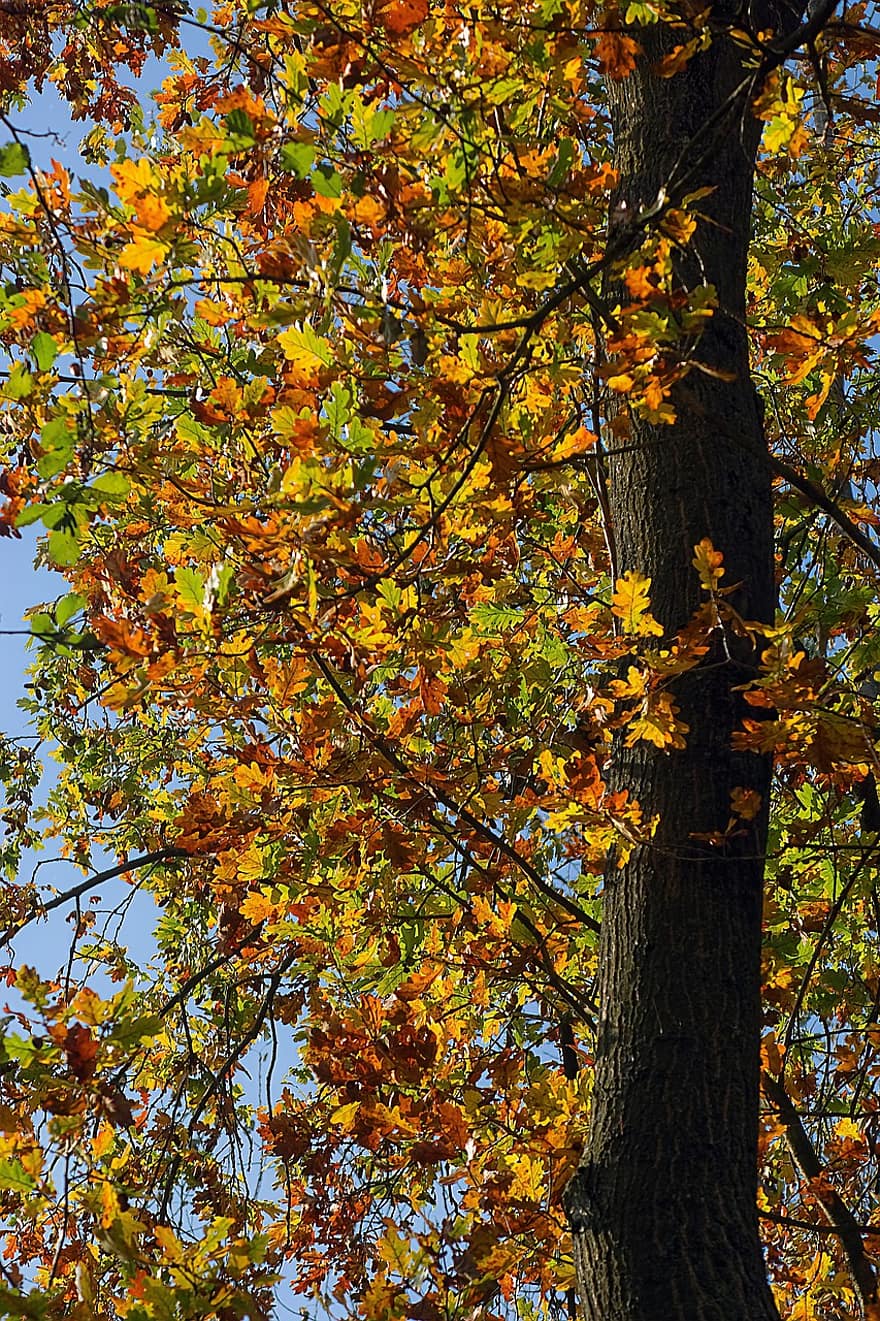 drzewo, dąb, jesień, bagażnik samochodowy, gałęzie, las, park, spadek, liść, żółty, pora roku