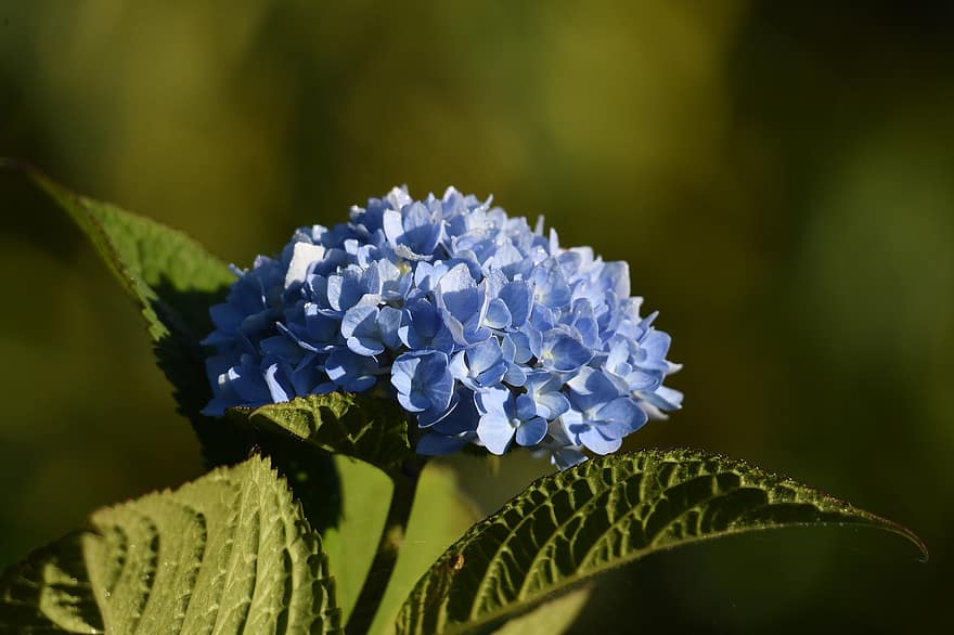 ορτανσίες, μπλε ορτανσίες, λουλούδια, μπλε λουλούδι, χλωρίδα, φυτό, ανθίζω, άνθος, φύση, κήπος