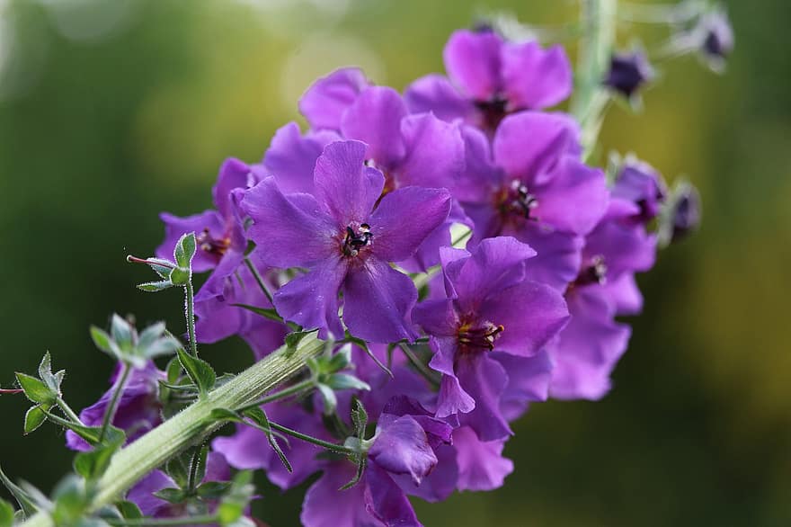 Verbasco viola, fiori, pianta, verbasco, fiori viola, petali, fioritura, flora, giardino, natura