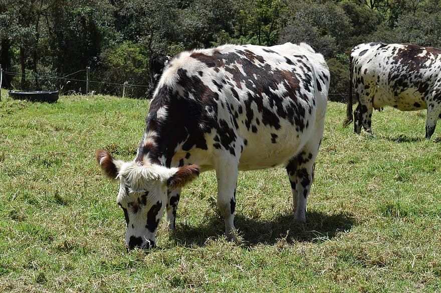 mucche, pascolo, azienda agricola, animali da fattoria, bestiame, campo, natura, Colombia, animali, mucca, erba