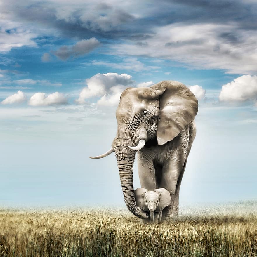 слонове, майка слон, млад слон, бебешки слон, теле, дивата природа, диви животни, животни, бозайници, голямо животно, сафари
