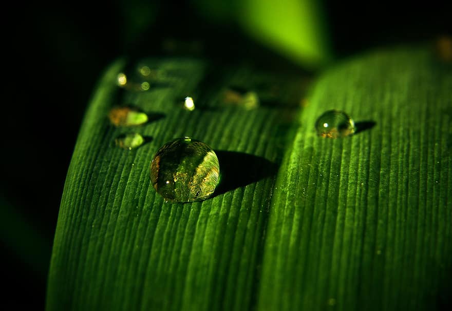 Grass, Dew, Droplets, Wet, Dewdrops, Raindrops, Water, Plant, Nature, Macro