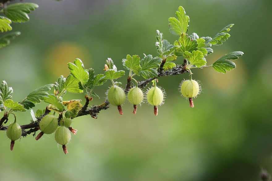 gooseberry, beri, buah-buahan, alam, menanam, merapatkan, warna hijau, daun, cabang, kesegaran, pohon