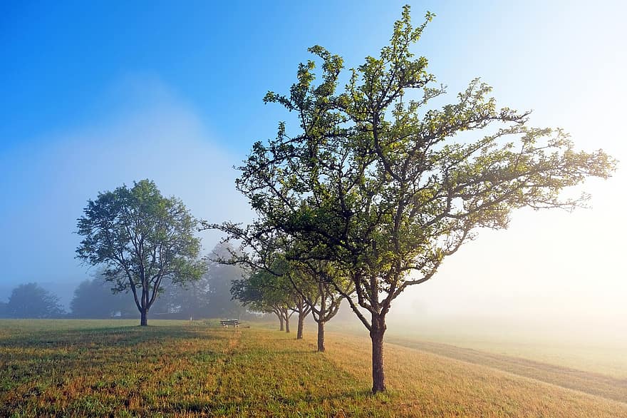 Οπωροφόρα δέντρα, πρωινή ομίχλη, ομίχλη, σειρά δέντρων, δενδρόκηπος, ουρανός, τράπεζα, ατμόσφαιρα