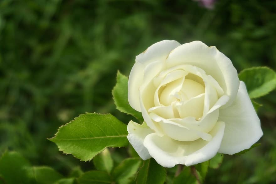 роза, цвете, растение, бяла роза, бяло цвете, разцвет, природа, градина, едър план, листо, венчелистче