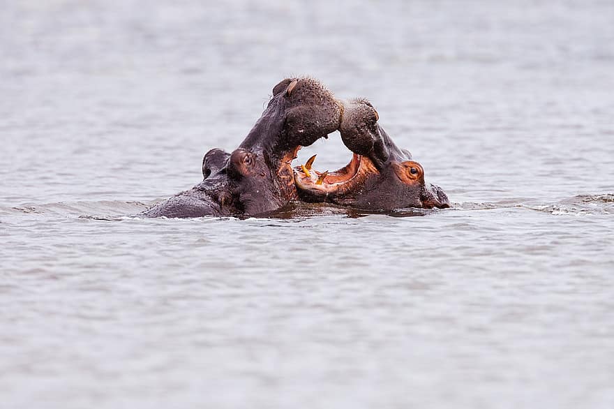 Hippopotamus, Animal, River, Hippo, Mammal, Hippopotamus Amphibius, Wildlife, Water, Fauna, Nature, Botswana
