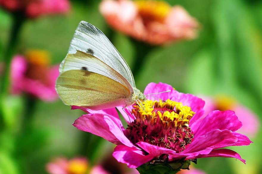 Schmetterling, Insekt, Blume, Pollen, bestäuben, Bestäubung, pinke Blume, rosa Zinnie, rosa Blütenblätter, Blütenblätter, Zinnie