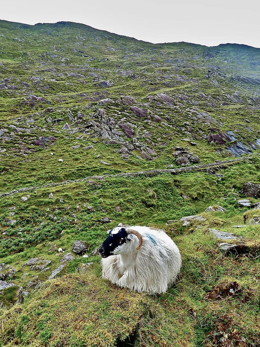 πρόβατο, βουνό, βοσκή, φύση
