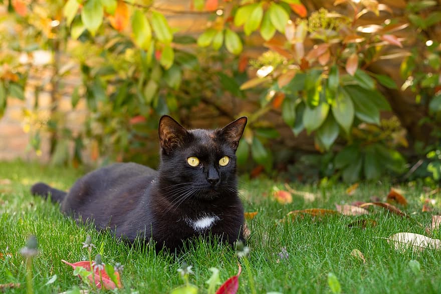 macska, fekete macska, kert, hátsó udvar, házimacska, macskaféle, állat, természet, ősz, házi kedvenc, háziállat