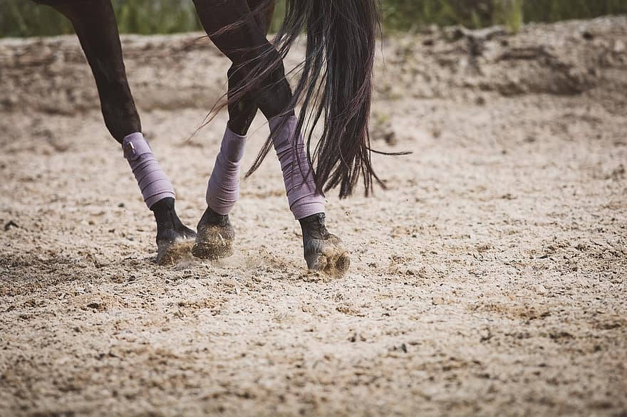 Horse, Pony, Feet, Trot, Hoof, Legs, Clay Court, Riding Space