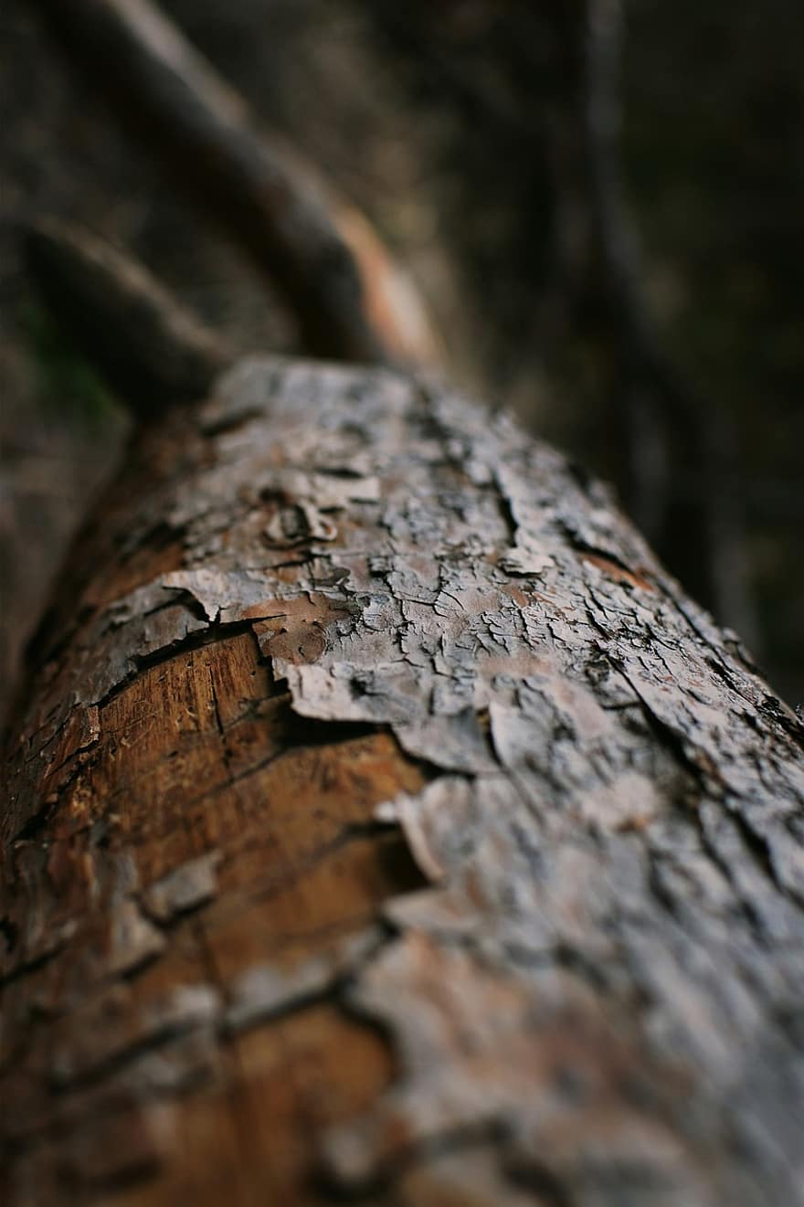 kayu, log, hutan, alam