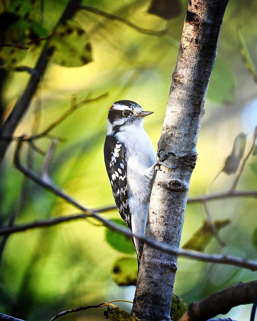 woodpecker, bird, perched, beak, animals in the wild, branch, feather, tree, bird watching, close-up, perching
