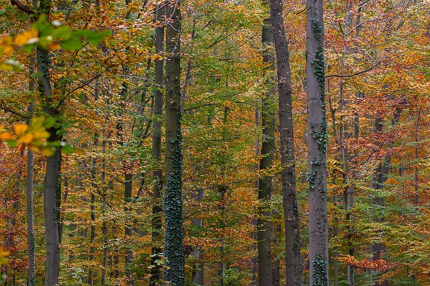 가을, 자연, 숲, 나무, 단풍, 잎, 노랑, 시즌, 멀티 컬러, 생생한 컬러, 그림 물감