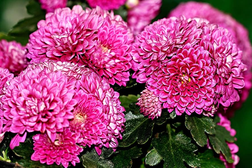 Dahlias, Pink Dahlias, Pink Flowers, Flowers, Garden, Flora, plant, close-up, flower, leaf, summer