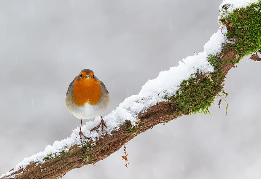 robin, snö, gren, uppflugen, fågel, djur-, europeisk robin, robin redbreast, vilda djur och växter, näbb, fjädrar