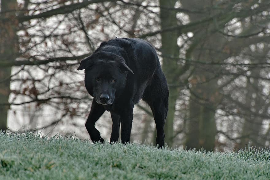 Labrador, perro, mascota, perro negro, animal, nacional, canino, mascotas, linda, perro de raza pura, hierba