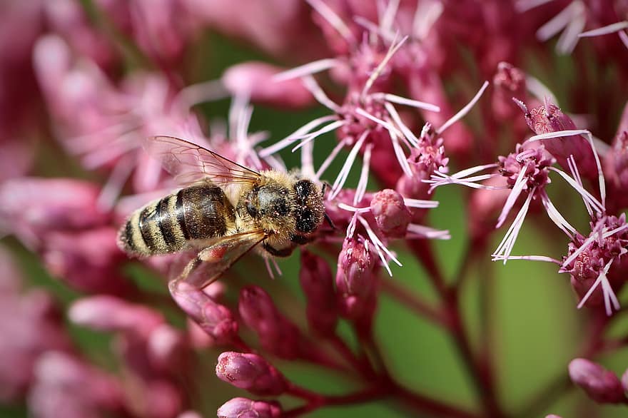 пчела, медна пчела, насекомо, опрашване, цвете, цъфтящи растения, растение, наблизо, природа