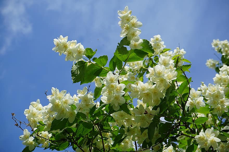 Jasmin, Blumen, Pflanze, weiße Blumen, blühen, Garten, Philadelphia, Flora, Blatt, Sommer-, Blume