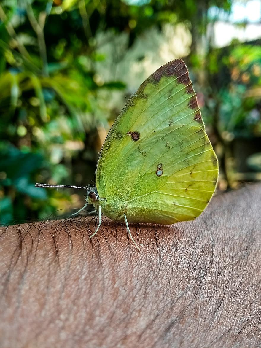 borboleta, verde, natureza, lindo, fotografia, fotografia da natureza, fotógrafo de vida selvagem, monarca