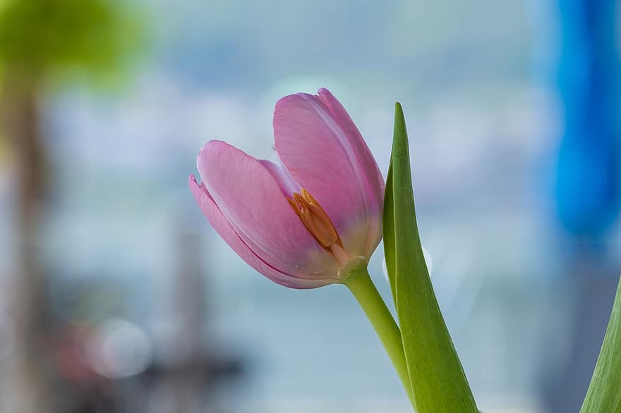 tulipan, blomst, rosa, blomstre, vår, natur, anlegg, blomsterhodet, nærbilde, petal, sommer