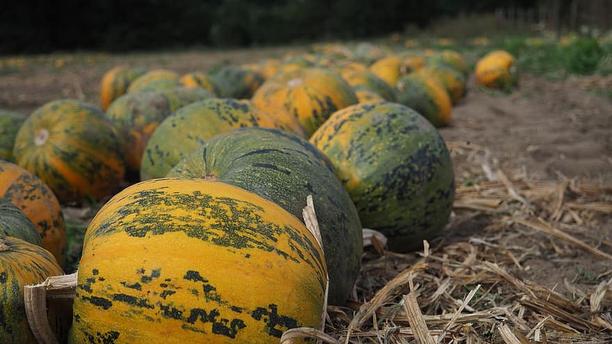 Pumpkin, Field, Harvest, Vegetables, Food, Halloween, Straw, Hay, Farm, Pumpkin Patch, Produce