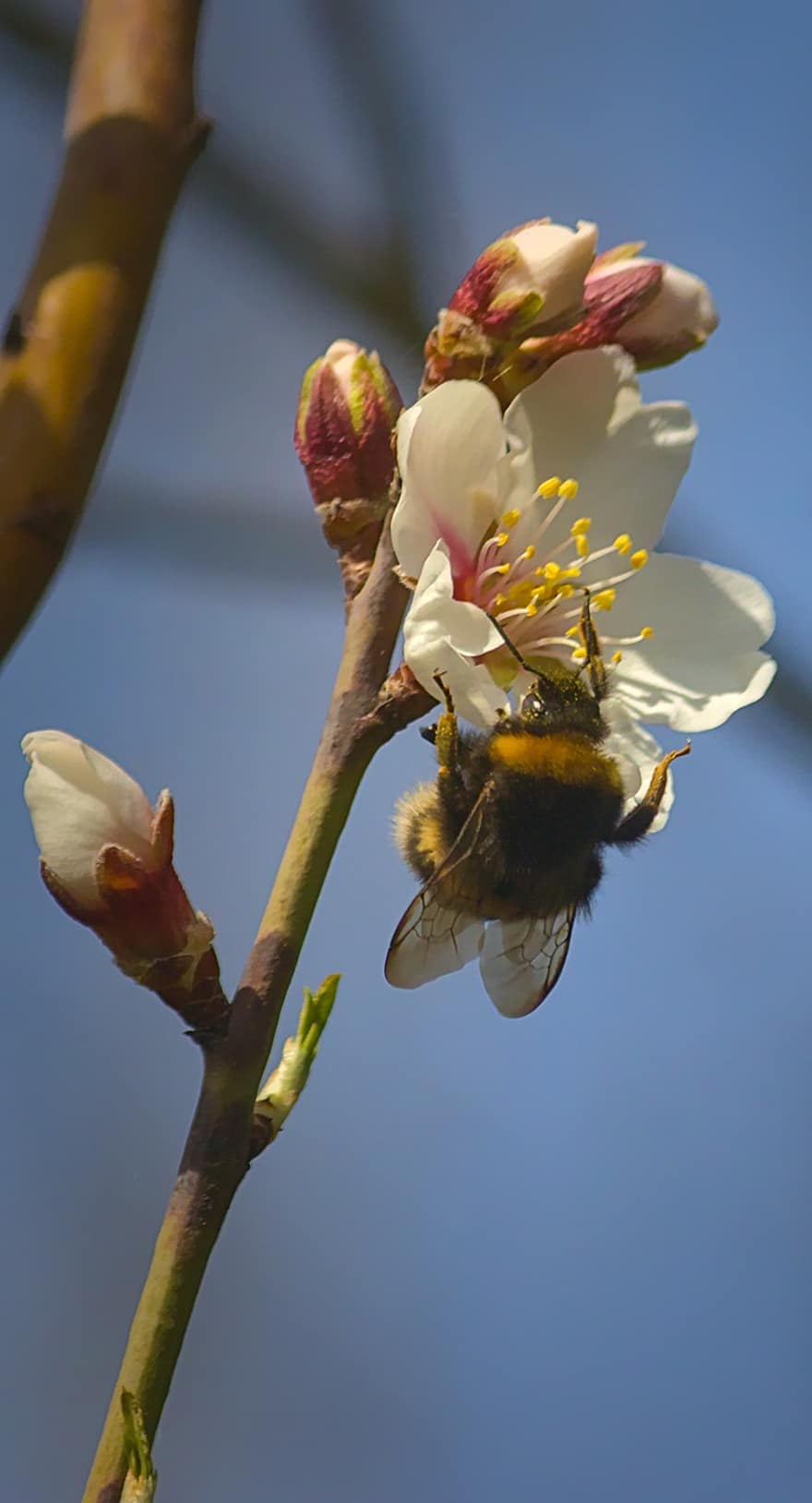 フンメル、アプリコットの花、受粉する、受粉、昆虫、膜翅目、花、咲く、自然、春、蜜