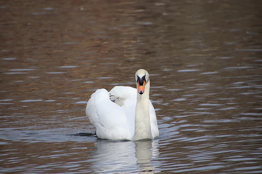 Swan, Bird, White Swan, Water Bird, Waterfowl, Animal, Feathers, Plumage, Swim, Wading, Pond