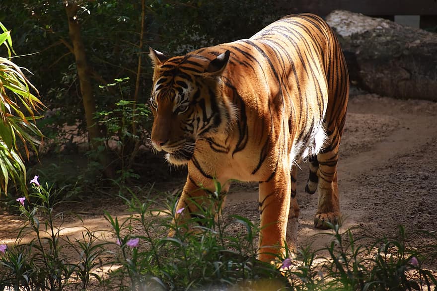 tigre malayan, tigre, animal, Panthera Tigris Jacksoni, animais selvagens, mamífero, gato selvagem, gato grande, perigoso, ameaçadas de extinção, natureza