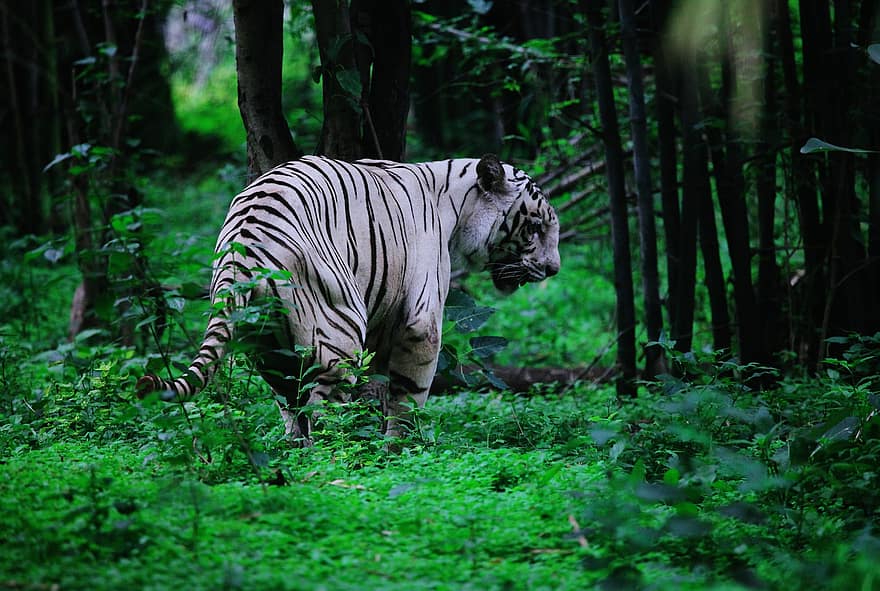 tigre, tigre blanc, felí, ratlles, vida salvatge, animal, tigre de Bengala, animals a la natura, gat no domesticat, pluja tropical, bosc