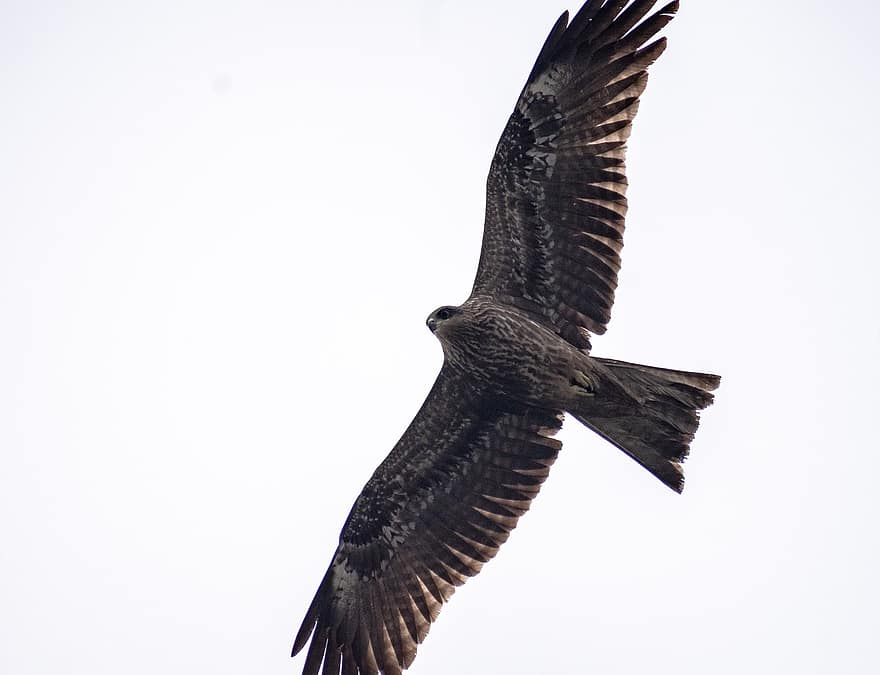 Bird, Kite, Ornithology, Eagle, Species, Fauna, Avian, Animal, Wildlife, Flying, Wings