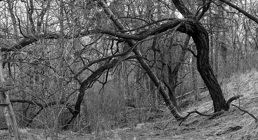 Nature, Forest, Trees, Woods, Wilderness, Outdoors, Monochrome, tree, branch, landscape, black and white