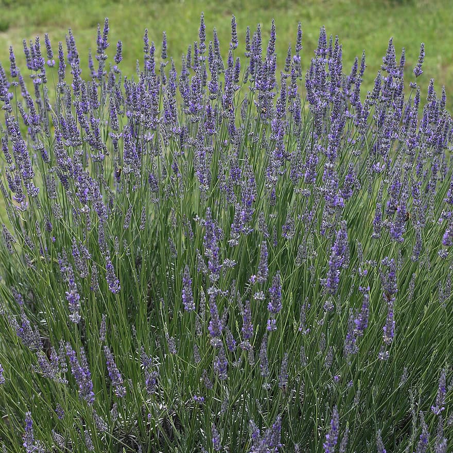 lavender, alam, berkembang, violet, hijau, taman, menanam, musim panas, bunga-bunga, aromatik