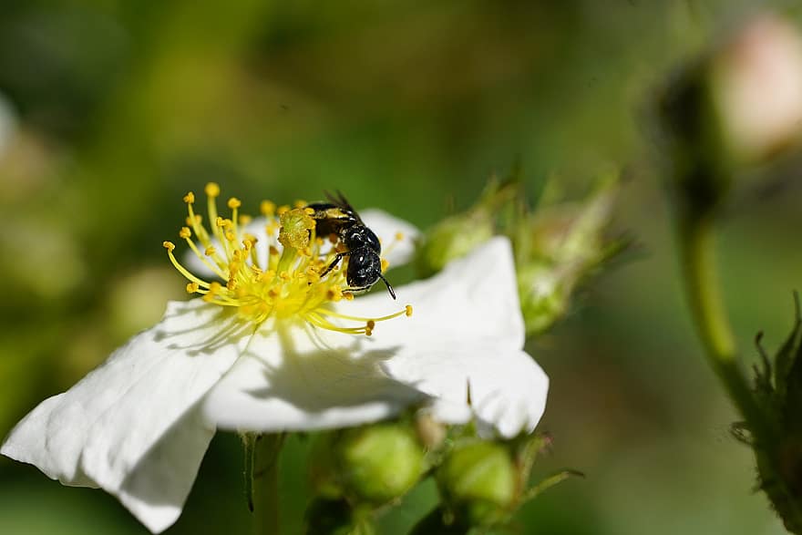 divoká růže, makro, květ, Krmivo pro včely, divoká včela, Příroda, Chelostoma, detail, hmyz, rostlina, letní