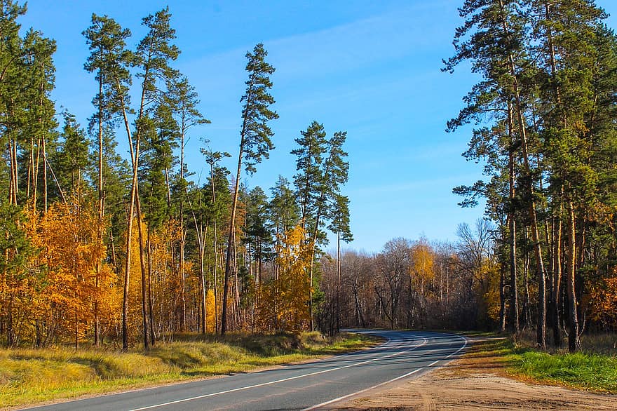 道路、森林、秋、風景、パス、アスファルト、曲線、木、森の中、自然
