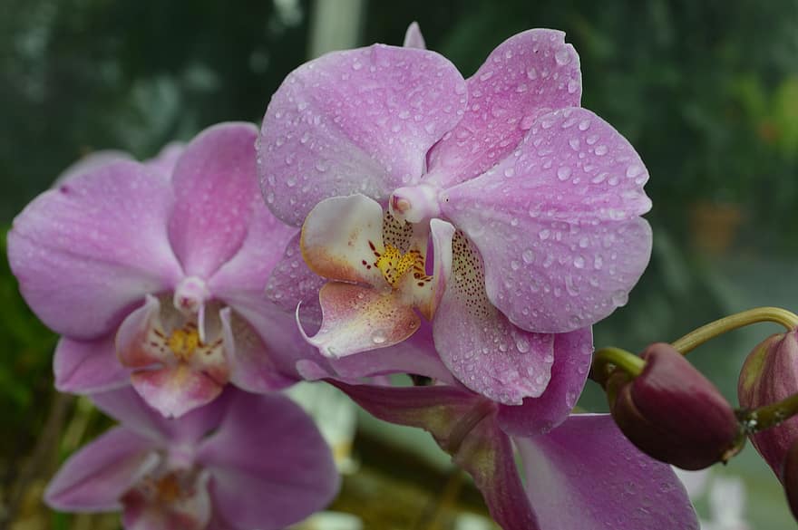 орхидеи, цветя, розови цветя, роса, капки роса, листенца, розови листенца, разцвет, цвят, флора, природа