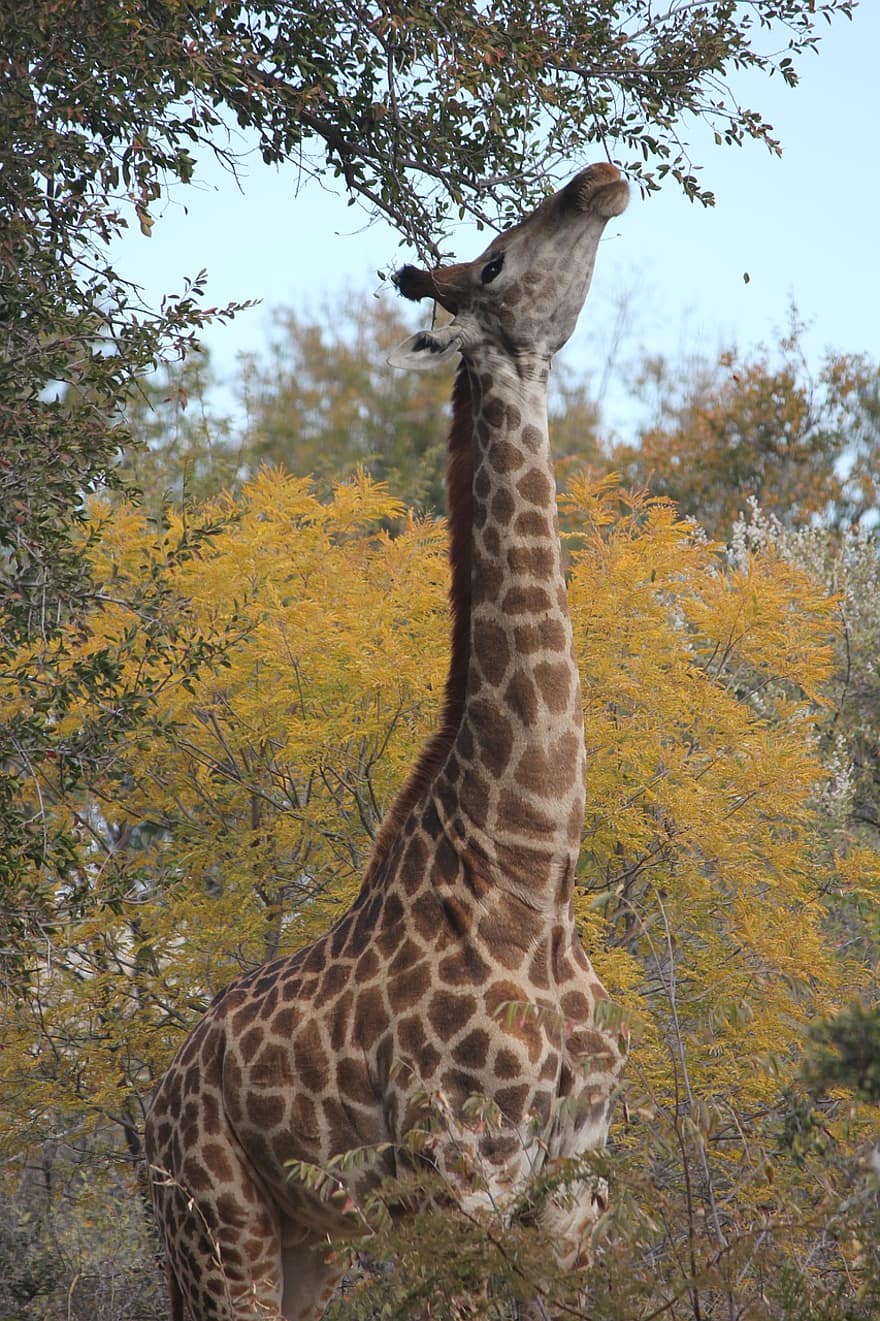 jirafa, animal, naturaleza, fauna silvestre, mamífero, safari, de cuello largo, patas largas, África