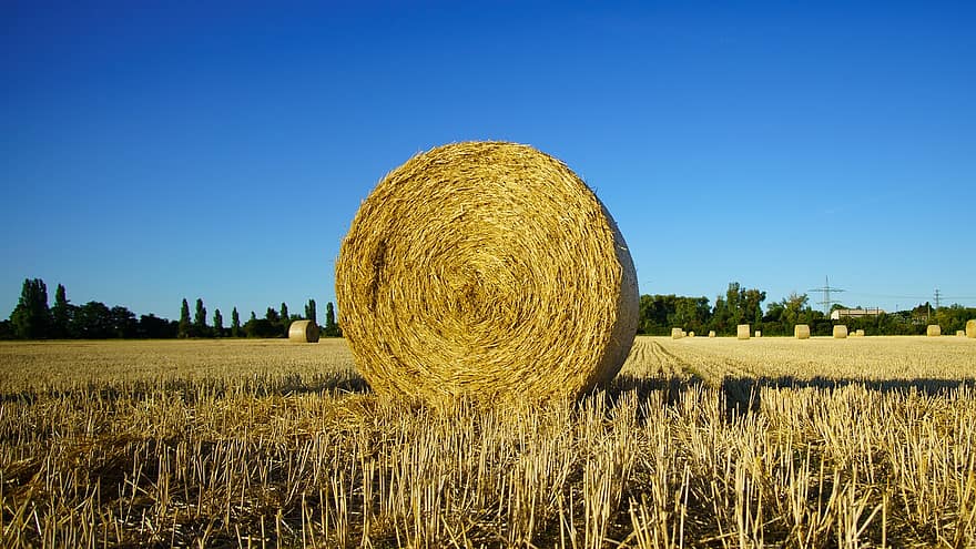 поле, сено, селско стопанство, бали за слама, жътва, стърнище, лято, обработваема, природа, пейзаж, кръгли бали