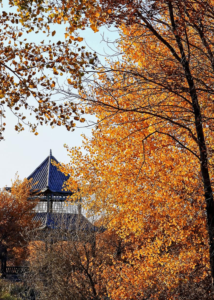 strom, podzim, listy, chrám, sezóna, cestovat