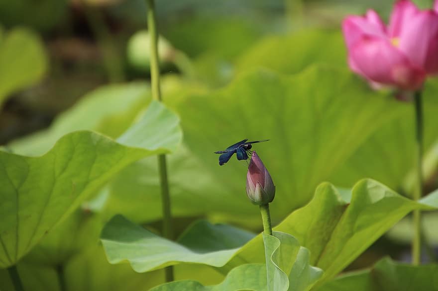 Dragonfly, Lotus, Bud, Plant, Water Lily, Aquatic Plant, Flora, Blooming, Blossoming, Nature, Closeup