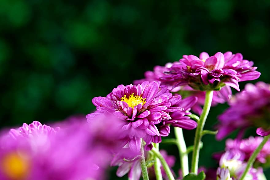 хризантеми, квіти, фіолетові квіти, пелюстки, фіолетові пелюстки, цвітіння, рослини, флора, природи