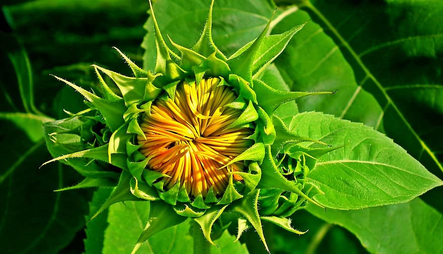 Flower, Sunflower, Summer, Garden, Nature, Plant, Growth, Bloom, Blossom, leaf, close-up