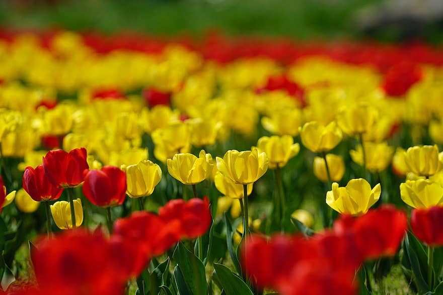 tulipas, flores, jardim, parque, República da Coreia, paisagem de primavera, paju, panorama, tulipa, flor, plantar