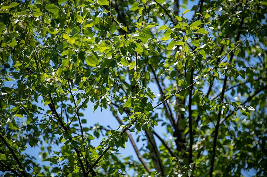 hojas, árbol, hoja, verde, azul, cielo, cielo azul, naturaleza, al aire libre, San Carlos