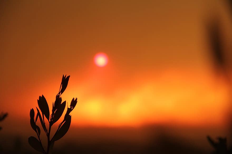 tramonto, silhouette, pianta, crepuscolo, cielo arancione, flora