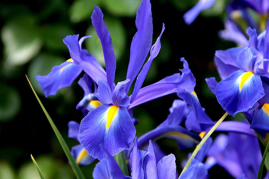 iris, blommor, violett blommor, kronblad, Violetta kronblad, blomma, flora, växter, natur, närbild, växt