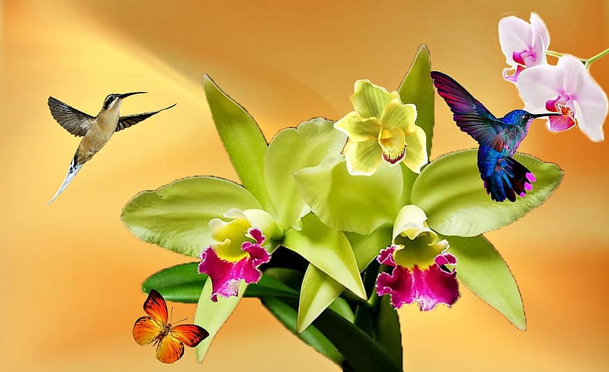 орхідея, біла орхідея, жовтий, природи, сад, квіти, весна, Рослина, метелик, фіолетова орхідея, барвисті