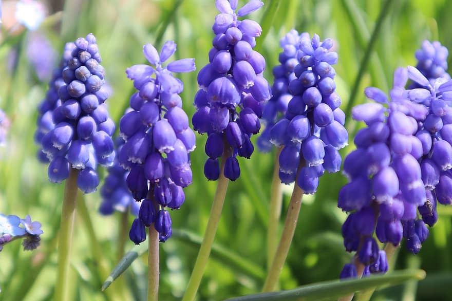 fiori, Giardino Uva-giacinto, fiori viola, muscari armeniacum, primavera, natura