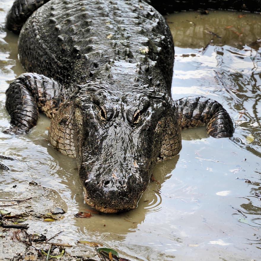 alligator, dyr, sump, reptil, dyreliv, fauna, vann, villmark, natur, nærbilde, En utsikt over en alligator i Florida